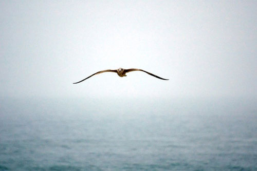 青春小说：哪怕蓝鸟丢了翅膀，也渴望飞过忧伤的海
