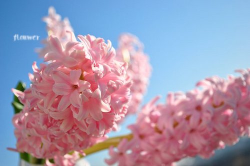 早安心语：花会开，春会来，时间会帮助你看开