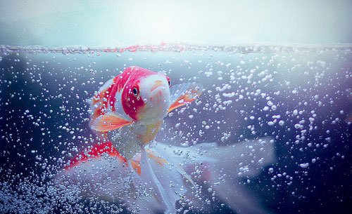 早安心语：不要以爱情的名义，让一条鱼忘记游泳
